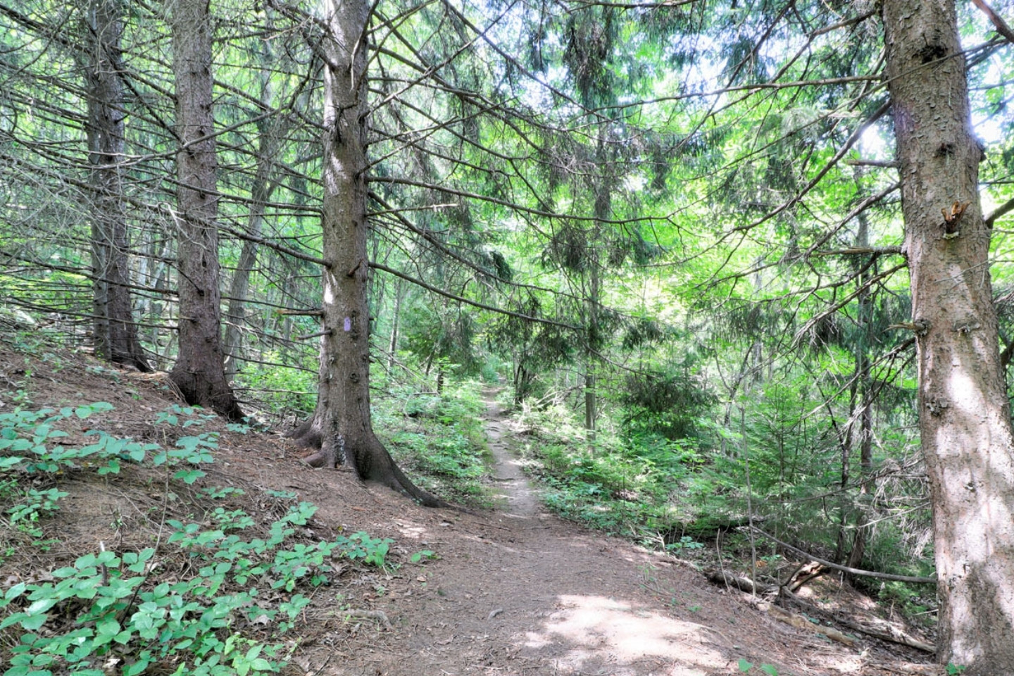 Blue Mountain Chalet